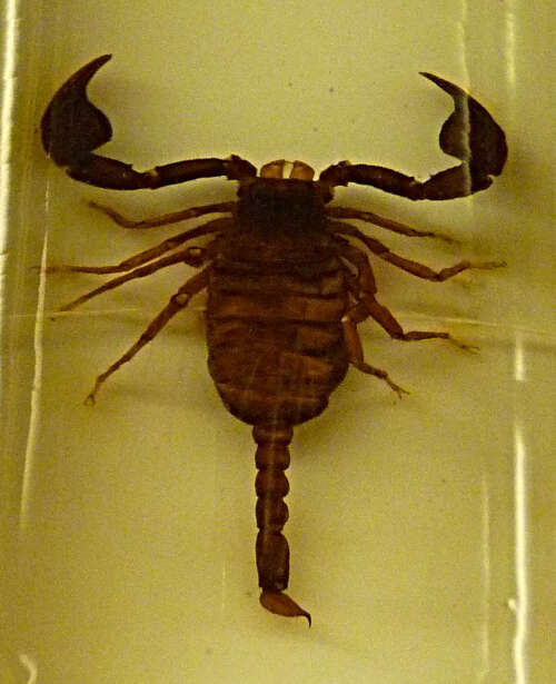 Euscorpius germanus (C. L. Koch 1837) resmi