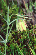 Image of Fritillaria pyrenaica L.