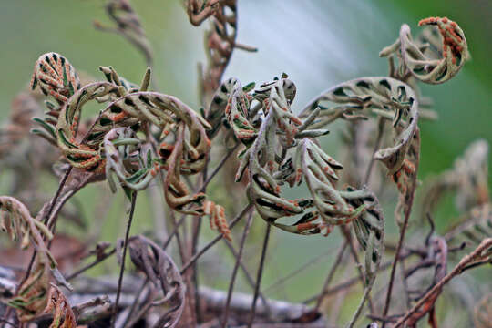 Image of resurrection fern