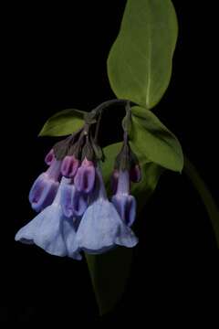 Mertensia virginica (L.) Pers. ex Link resmi