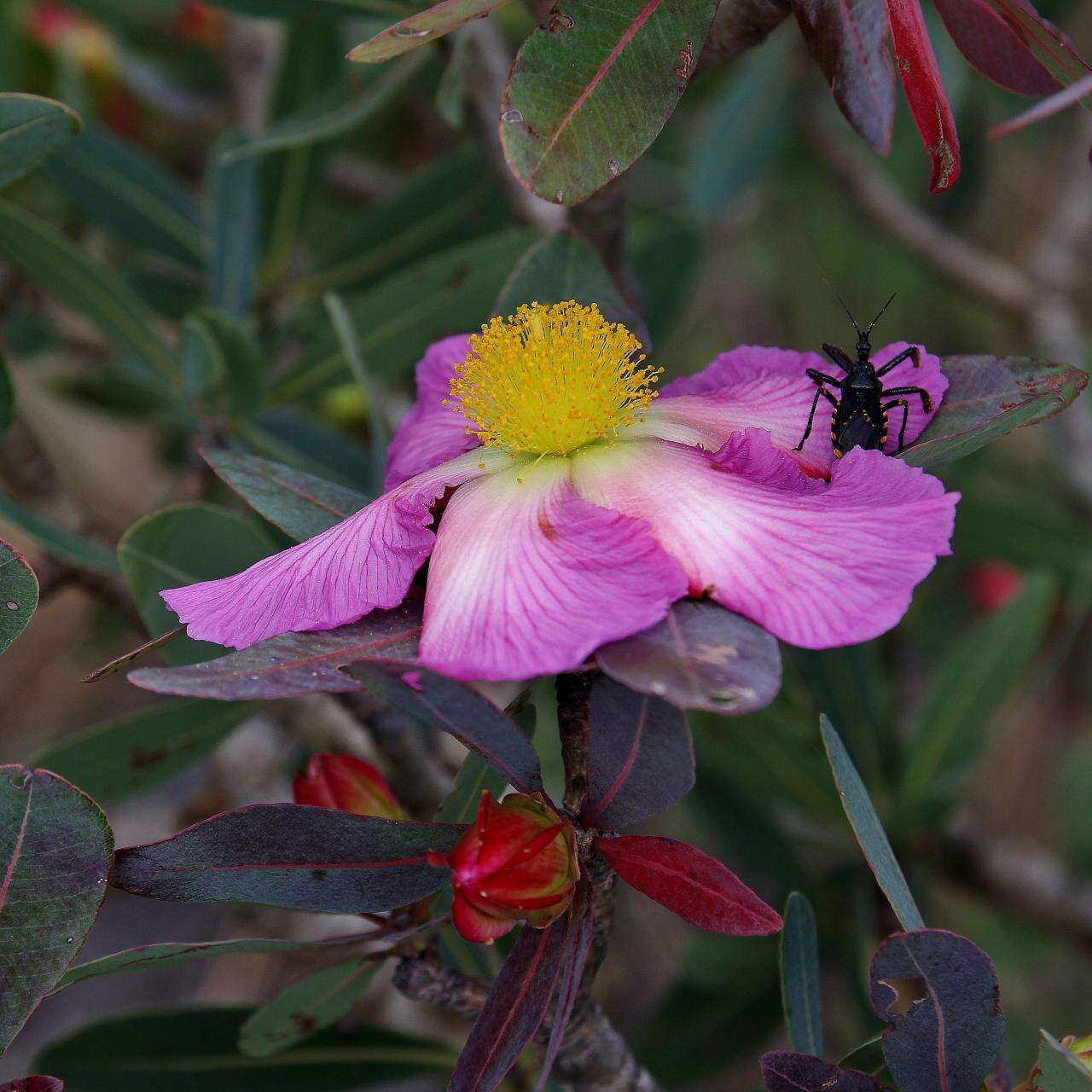 Image of Kielmeyera pulcherrima L. B. Smith