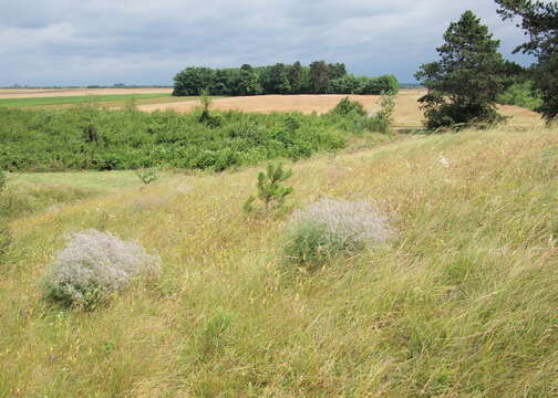 Image de Gypsophila paniculata L.