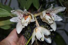 Image of Stanhopea martiana Bateman ex Lindl.