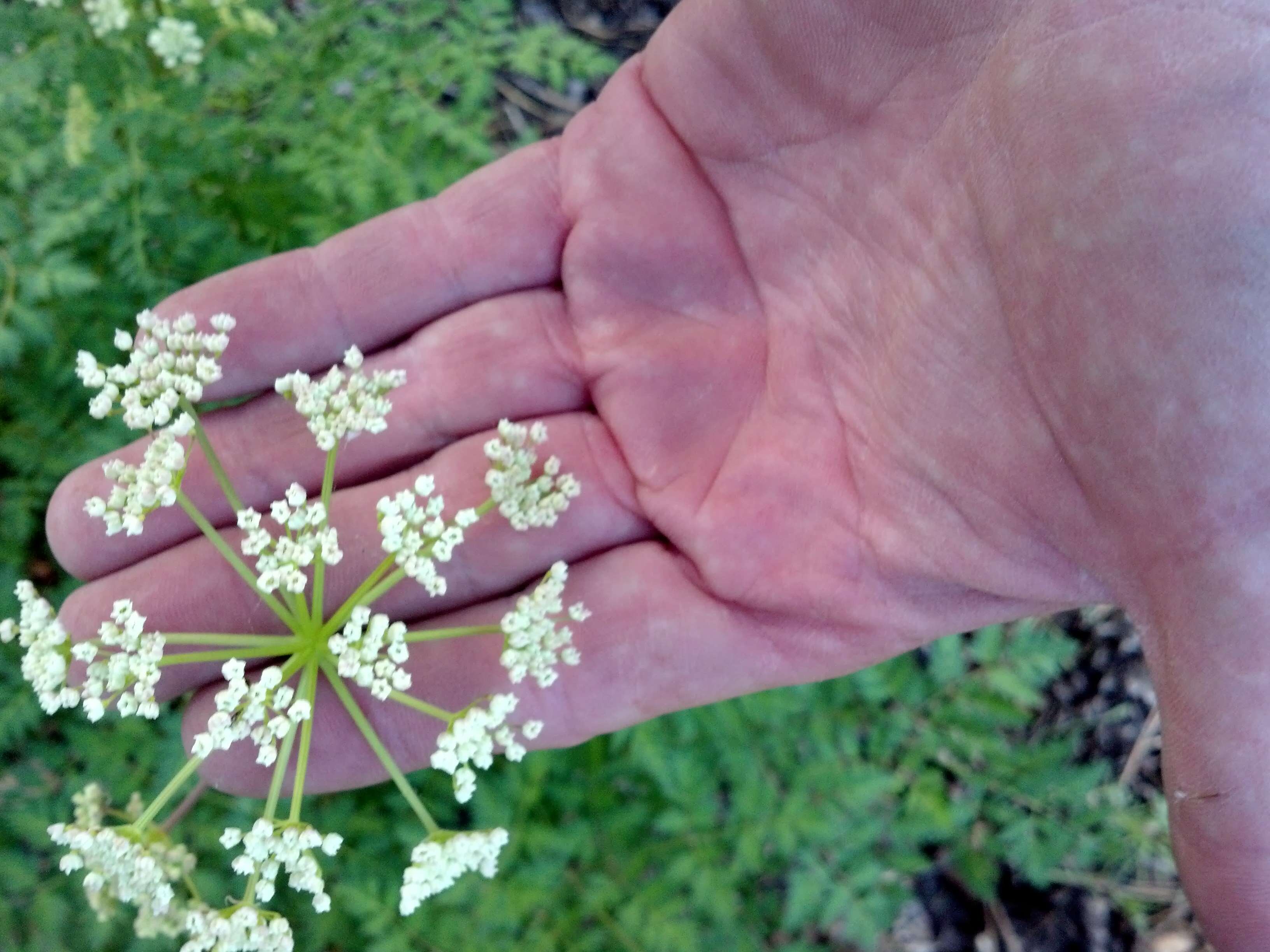 Ligusticum porteri Coult. & N. E. Rose的圖片