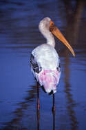 Image of Painted Stork