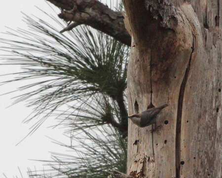 Image of Brown-headed Nuthatch