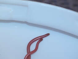 Image of long-beaked Blind Snake