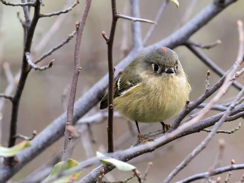 Image of goldcrests and kinglets