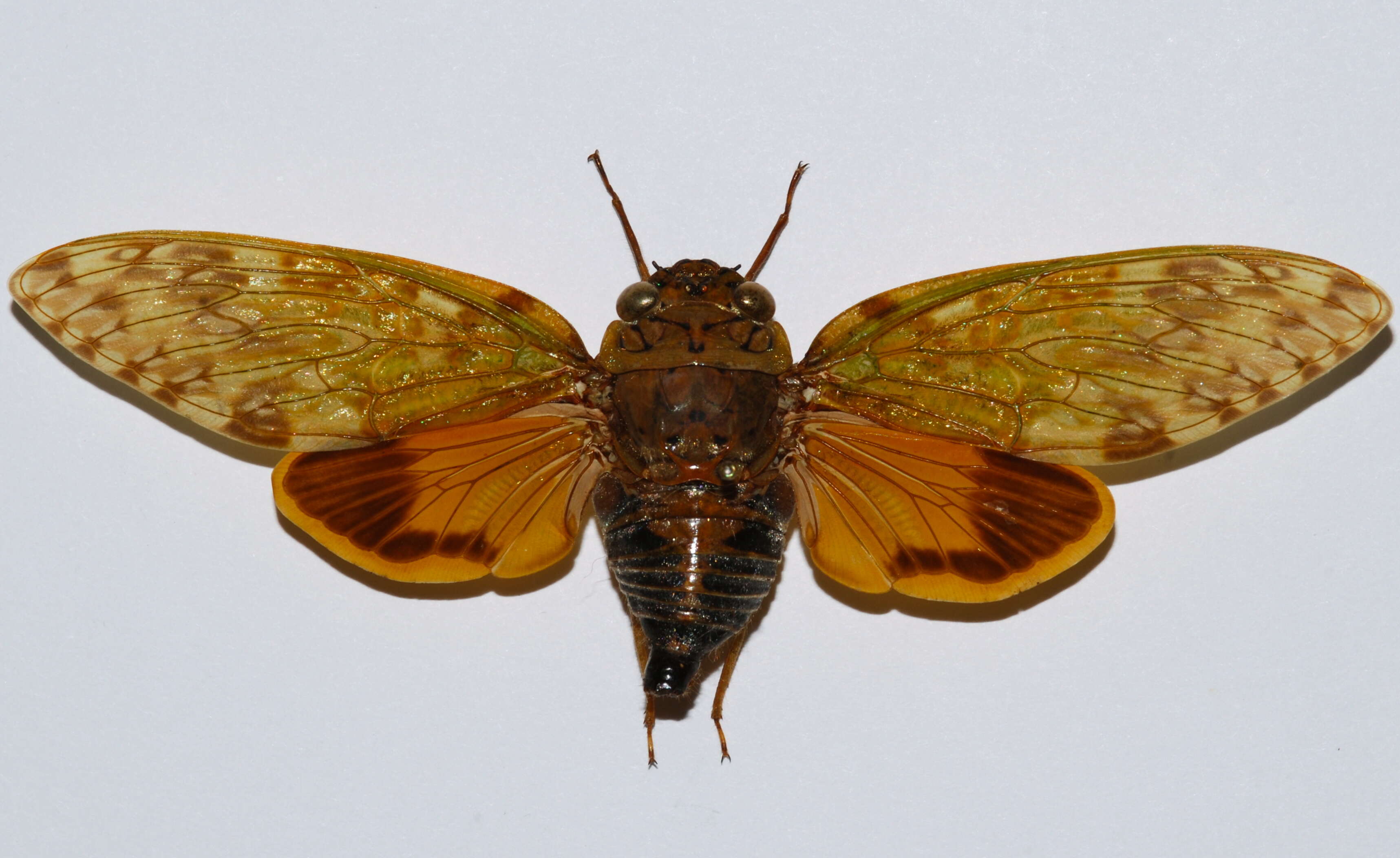 Image of Yanga andriana (Distant 1899)