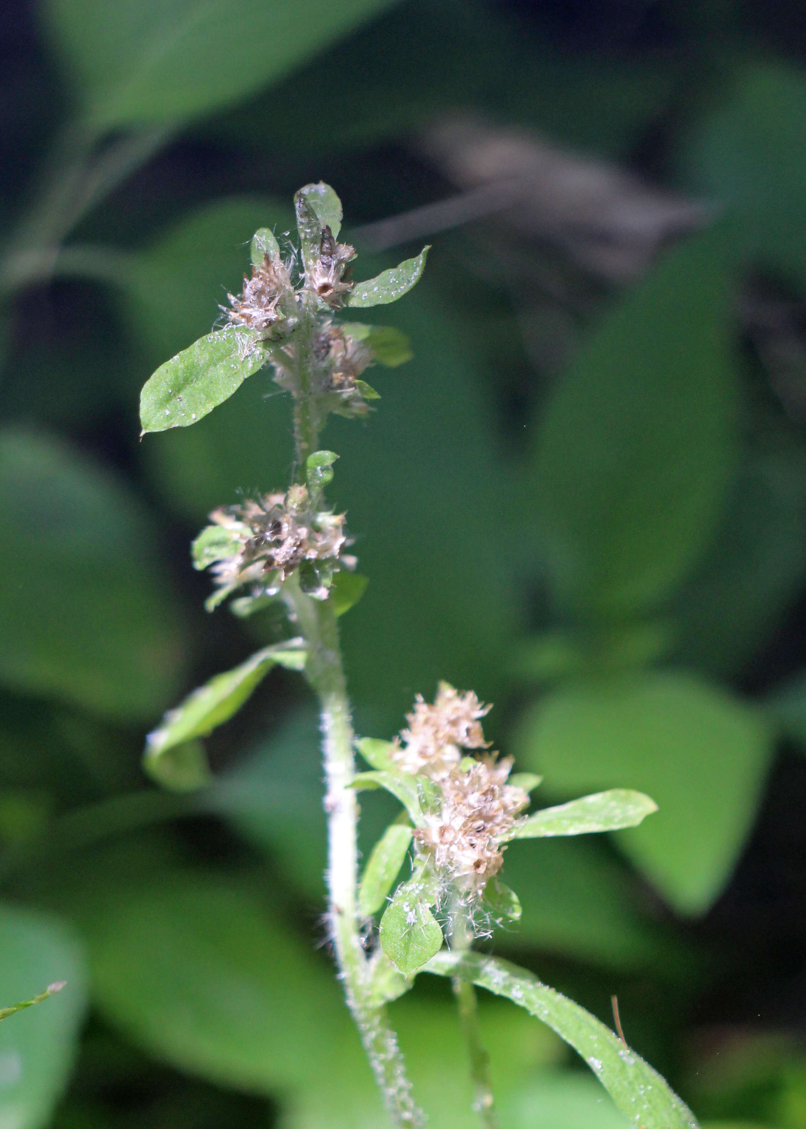 Imagem de Gamochaeta pensylvanica (Willd.) Cabrera