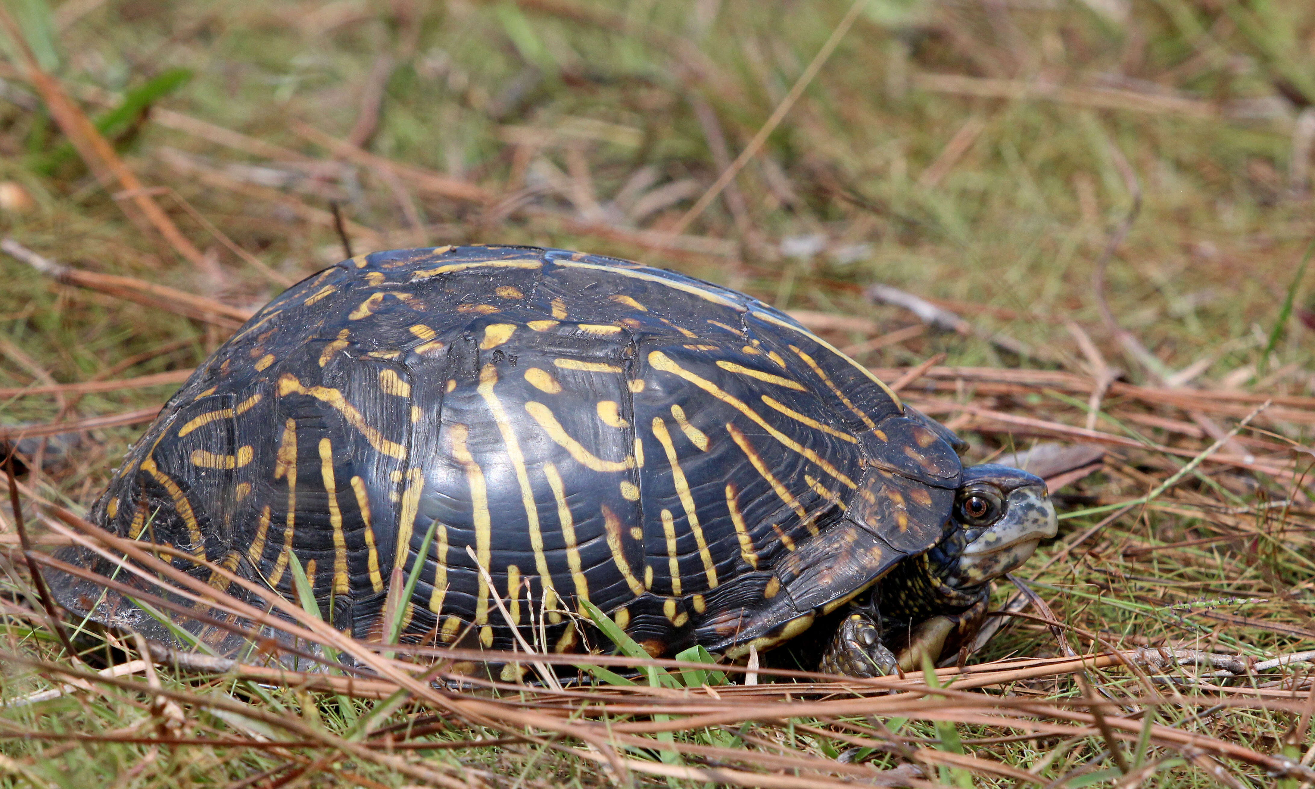 Image of Florida box turtle