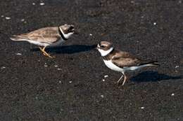 Image of Semipalmated Plover