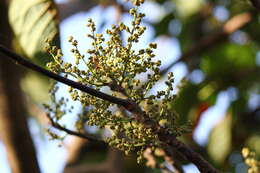 Image of Macaranga peltata (Roxb.) Müll. Arg.