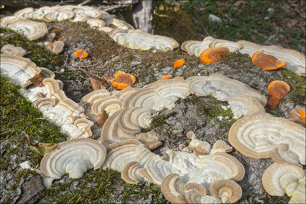 Image of Trametes hirsuta (Wulfen) Lloyd 1924