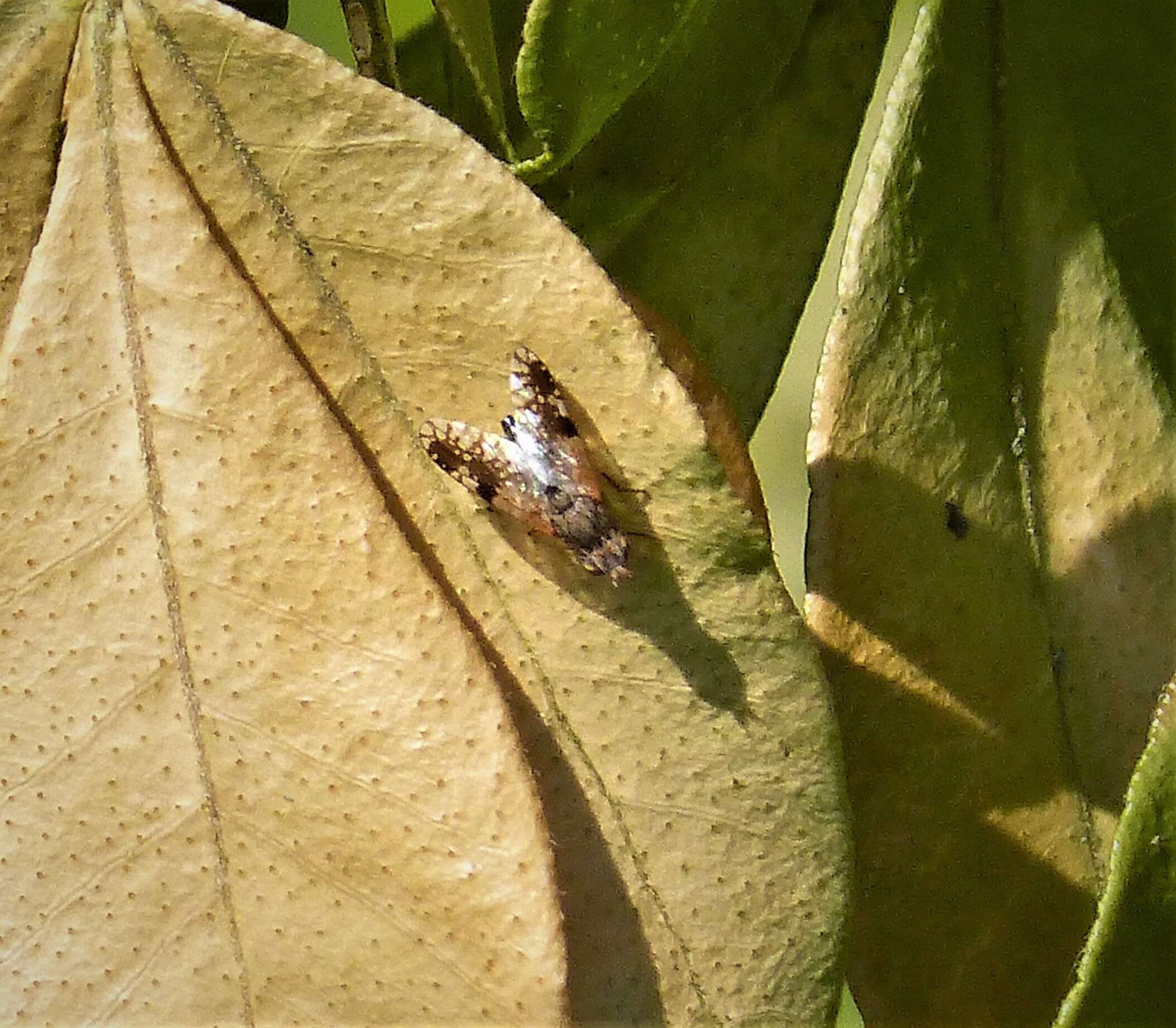 Image de Tephritis divisa Rondani 1871