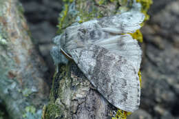 Слика од Calliteara pudibunda Linnaeus 1758