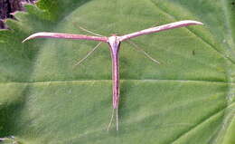 صورة Emmelina (Alucita) monodactyla (Linnaeus 1758)