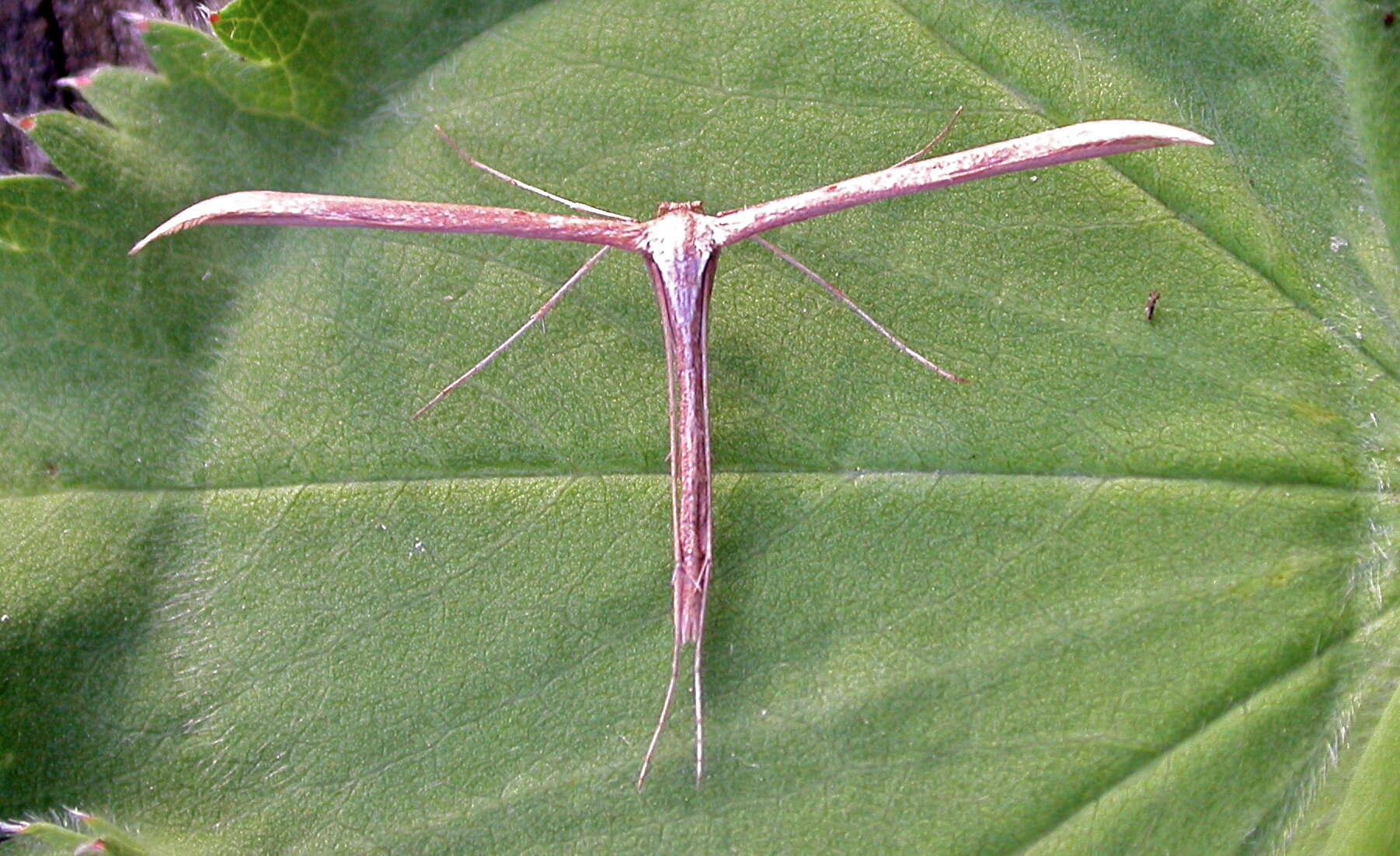 صورة Emmelina (Alucita) monodactyla (Linnaeus 1758)