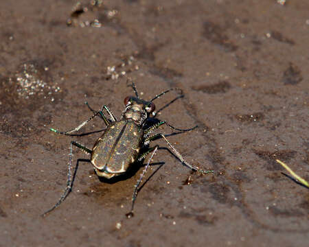 Image of Cicindela (Cicindelidia) trifasciata Fabricius 1781