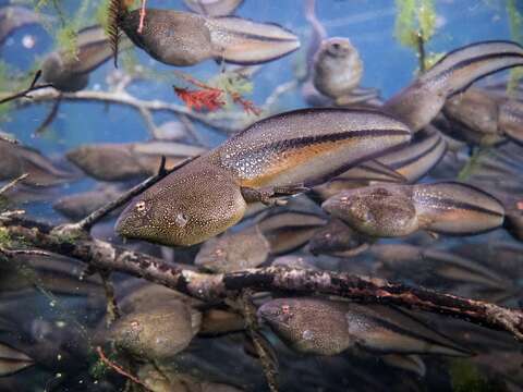 Sivun Lithobates heckscheri (Wright 1924) kuva