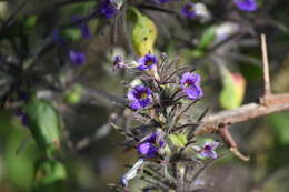 Haplanthodes verticillatus (Roxb.) R. B. Majumdar resmi