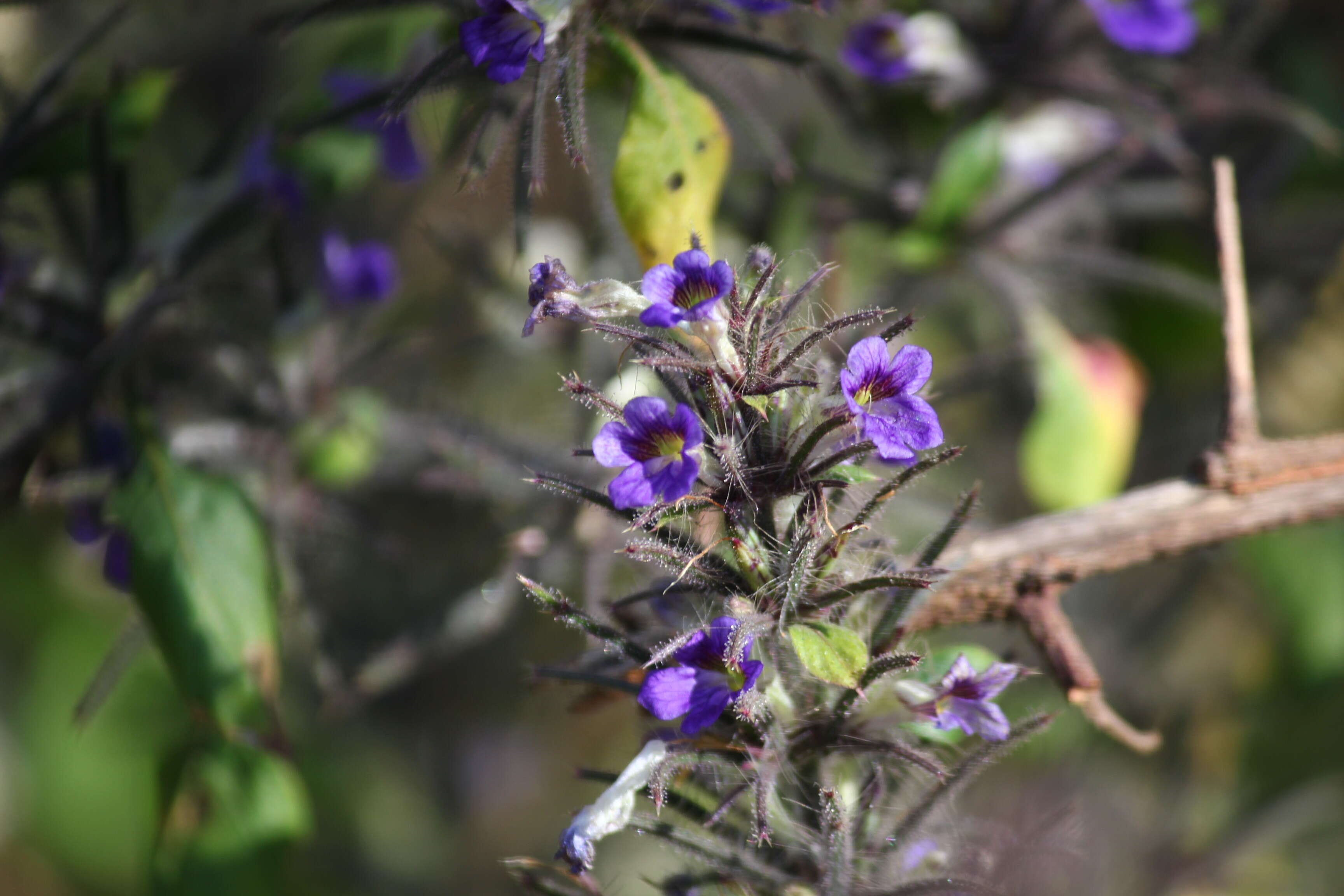 Image of Haplanthodes verticillatus (Roxb.) R. B. Majumdar