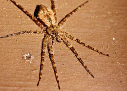 Image of Whitebanded Fishing Spider