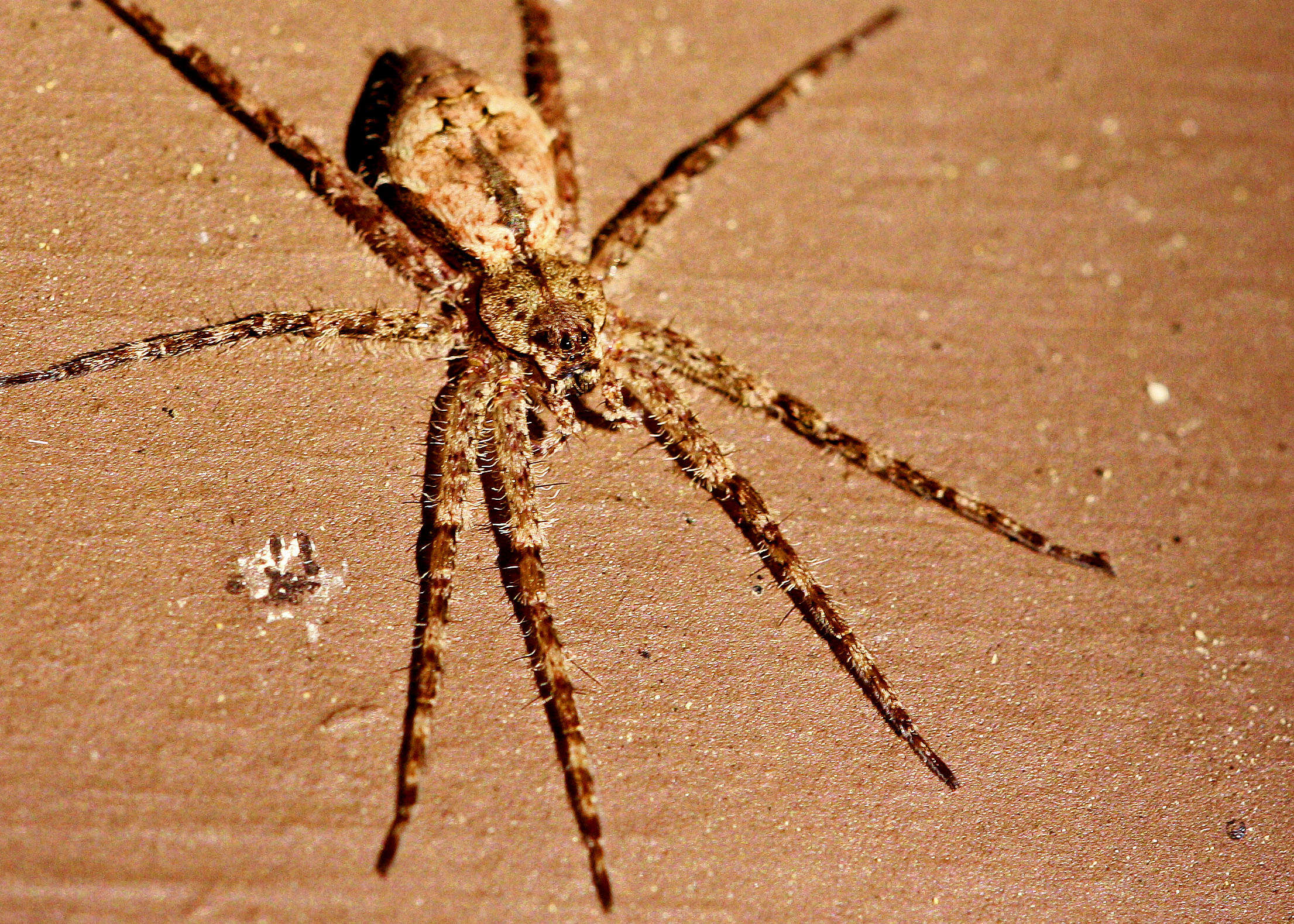 Plancia ëd Dolomedes albineus Hentz 1845