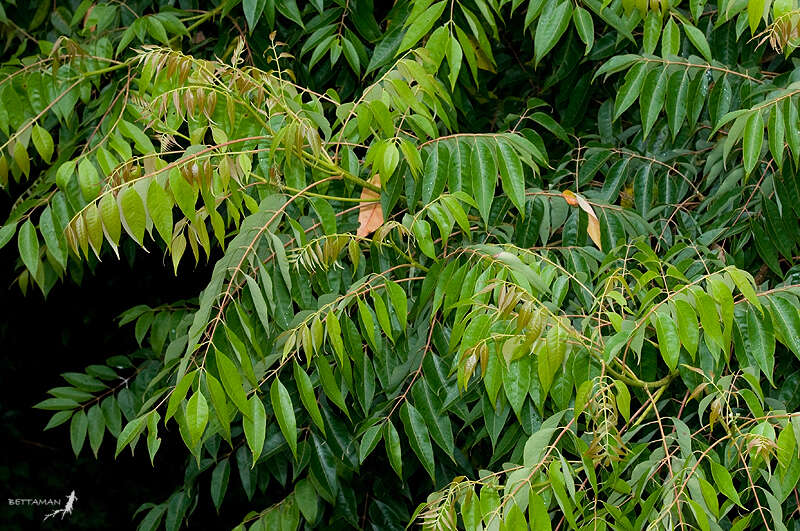 Image of tree-of-heaven