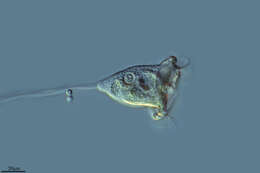 Image of Vorticella convallaria