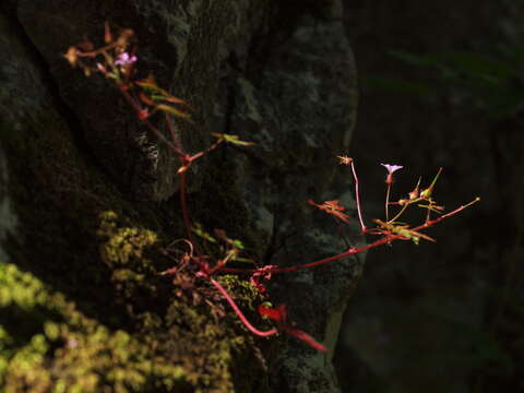 Imagem de Geranium robertianum L.