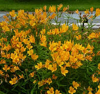 Image of Peruvian-lily