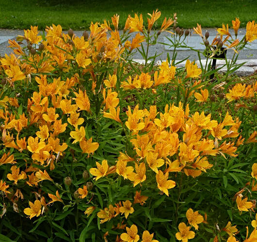 Image of Peruvian-lily