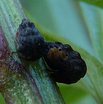 Image of Bolbonota (Tubercunota) corrugata Fowler