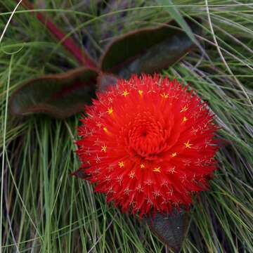 Gomphrena arborescens L. fil. resmi