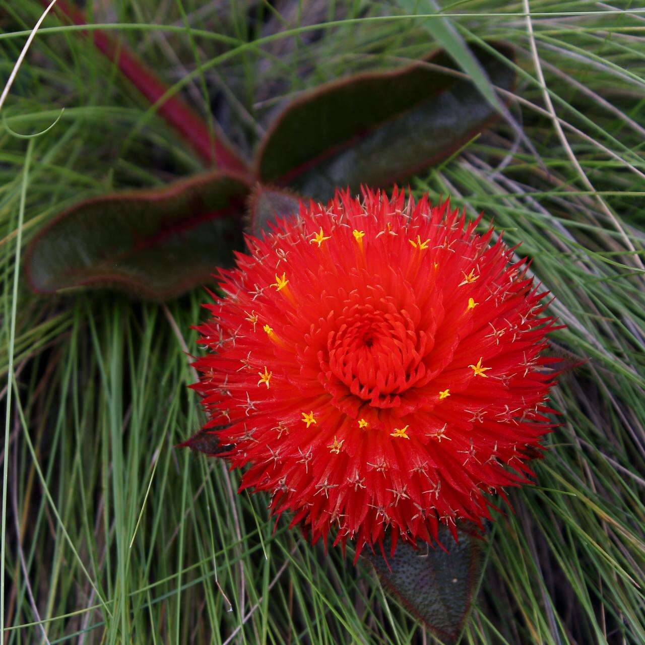 Gomphrena arborescens L. fil. resmi