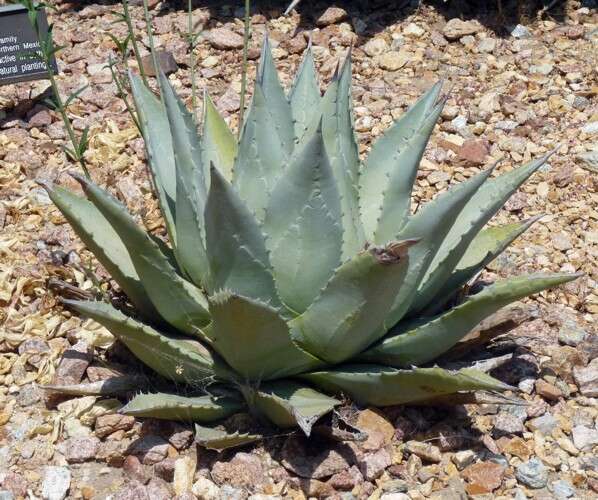 Image of Century Plant or Maguey