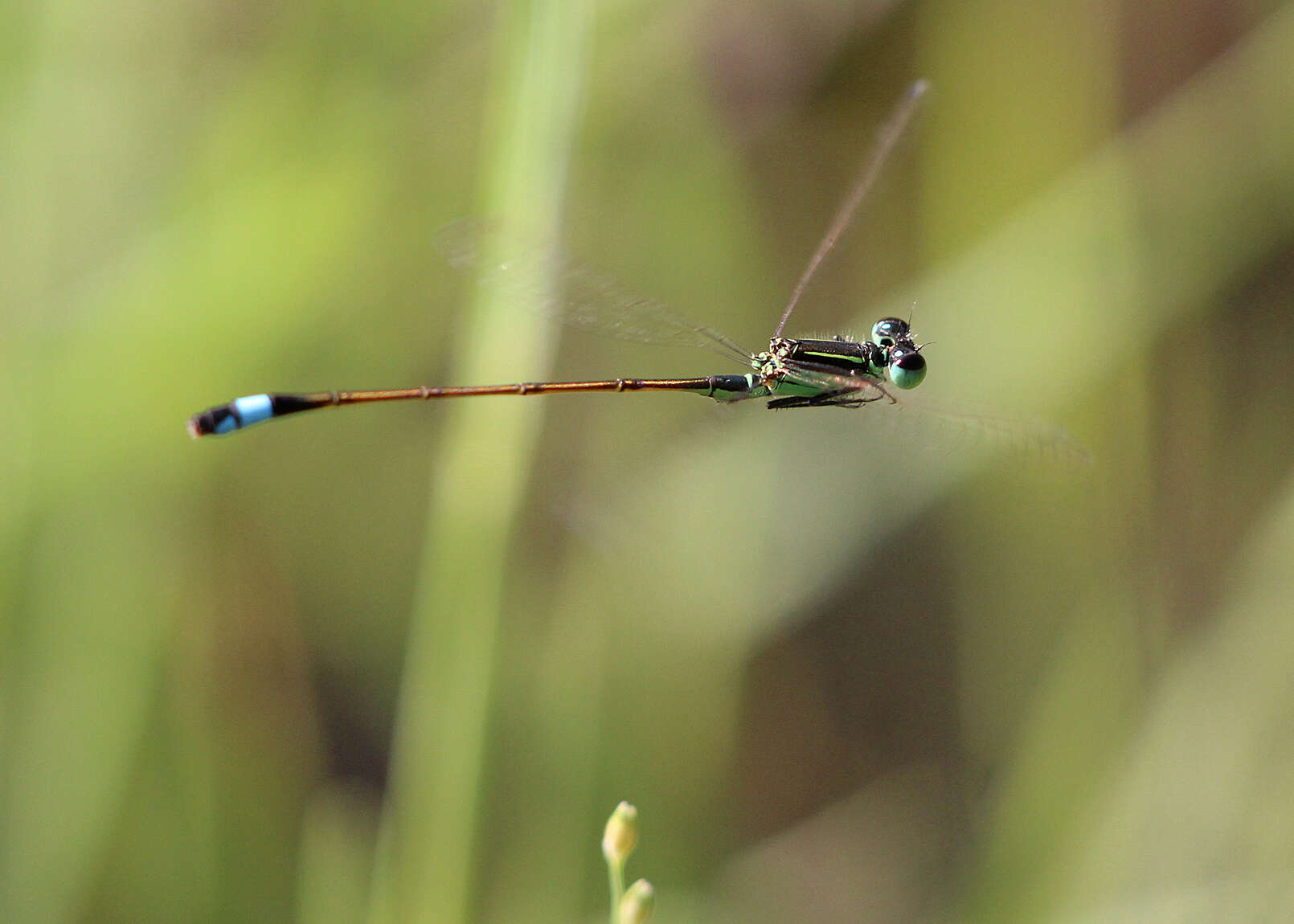 Image of Rambur's Forktail