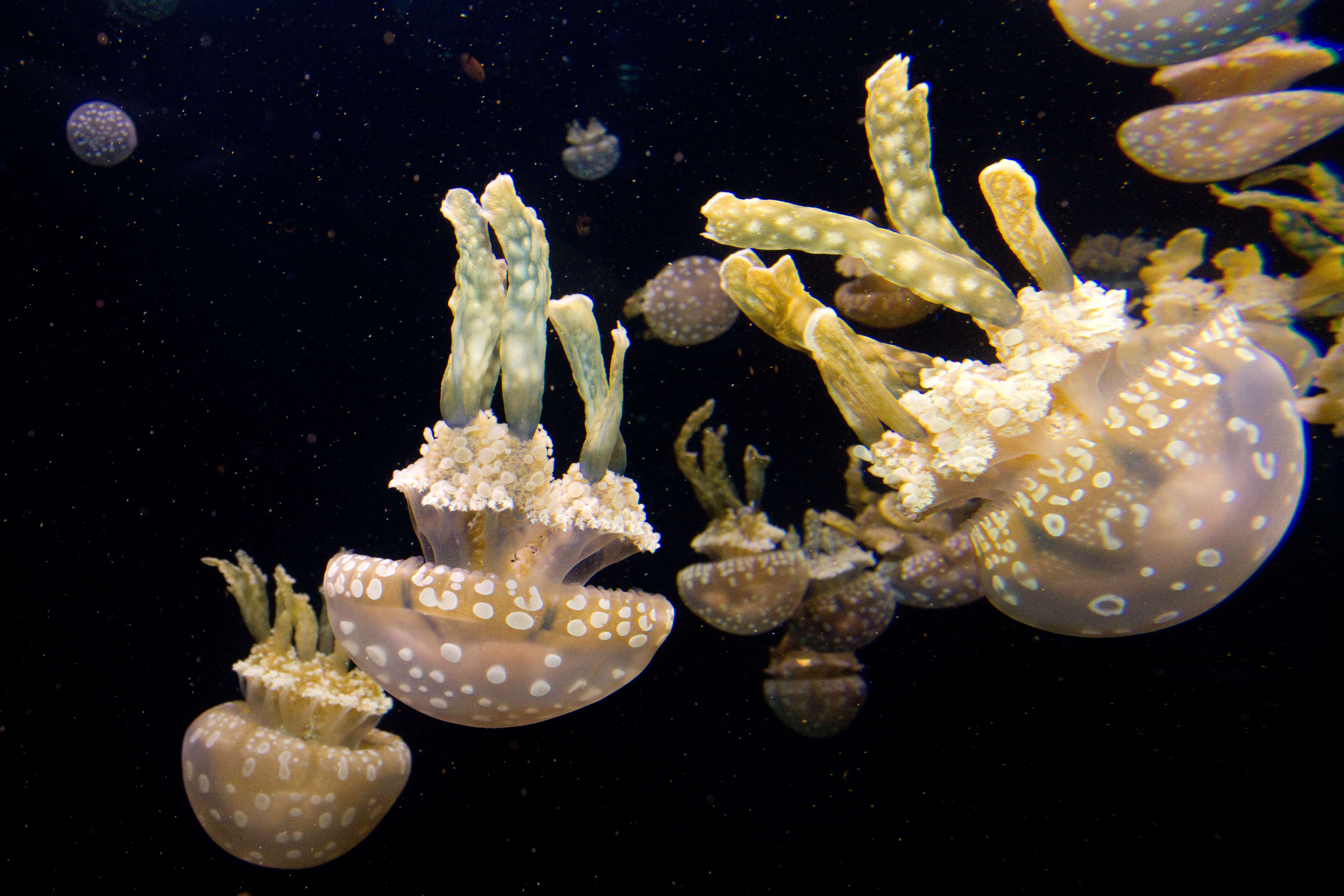 Image of Spotted jelly