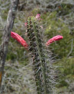 Image of Cleistocactus sepium (Kunth) F. A. C. Weber