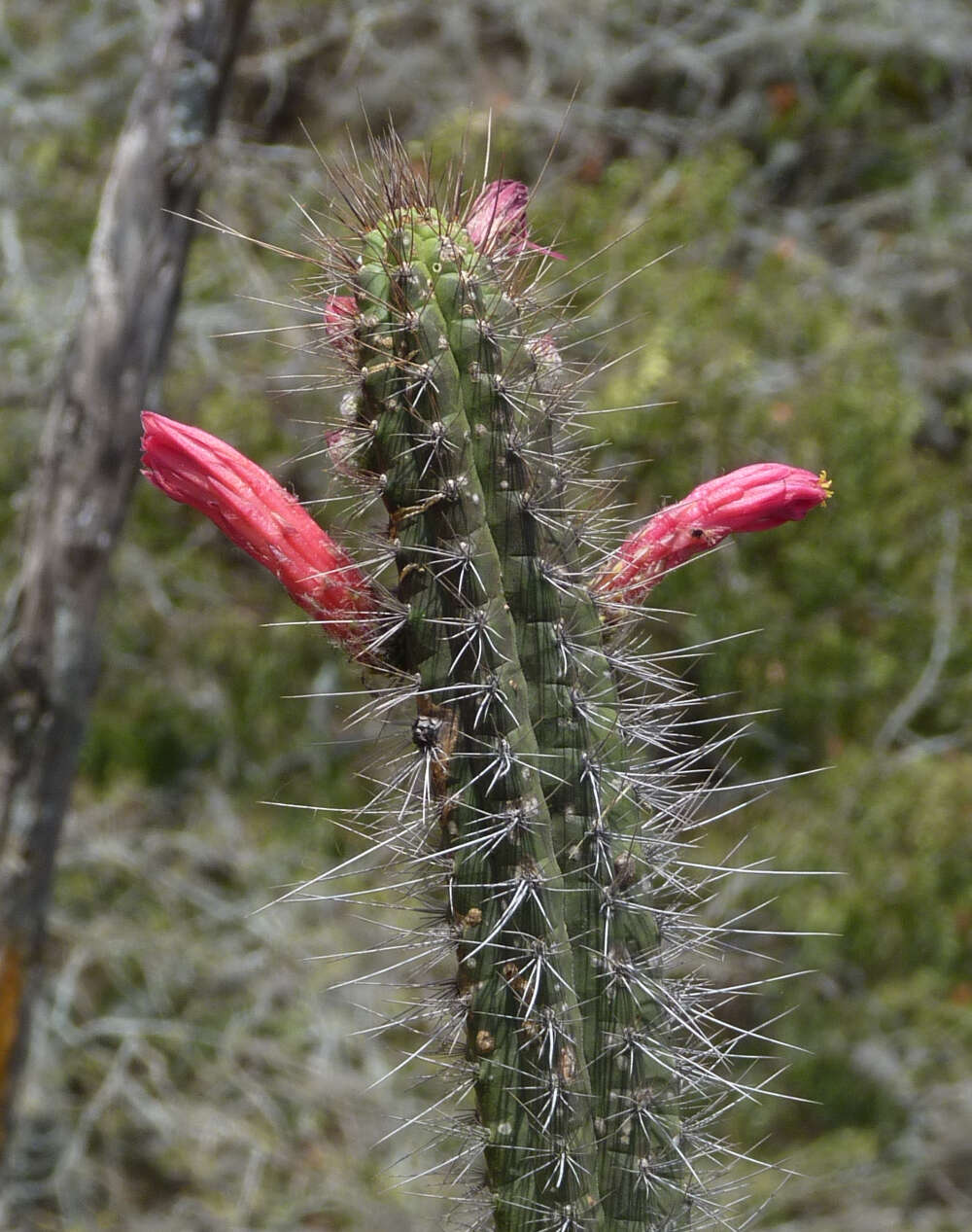 Image of Cleistocactus sepium (Kunth) F. A. C. Weber