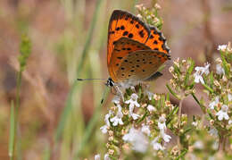 Imagem de Lycaena alciphron (Rottemburg 1775)