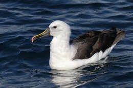 Image of Indian Yellow-nosed Albatross