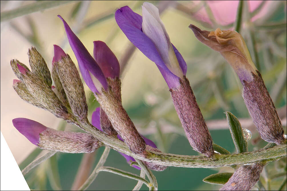 Sivun Astragalus muelleri Steudel & Hochst. kuva