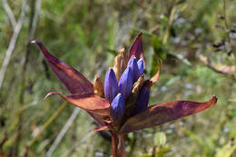 Gentiana andrewsii Griseb.的圖片