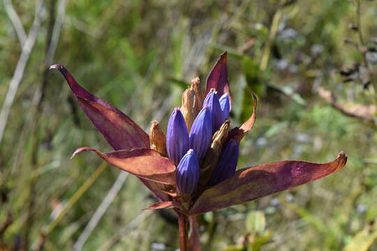 Gentiana andrewsii Griseb.的圖片