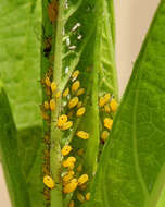 Image of Aphid