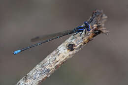 Image of Blue-ringed Dancer