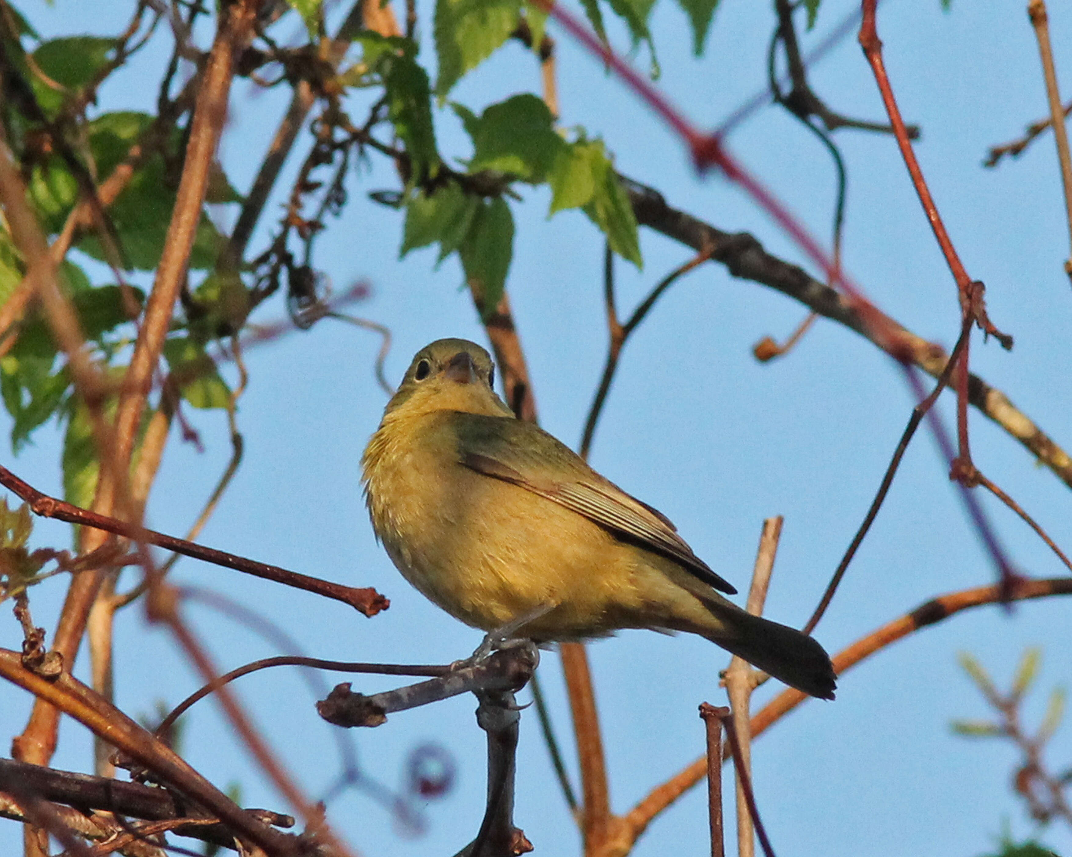 Image of Painted Bunting