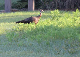 Imagem de Meleagris gallopavo Linnaeus 1758